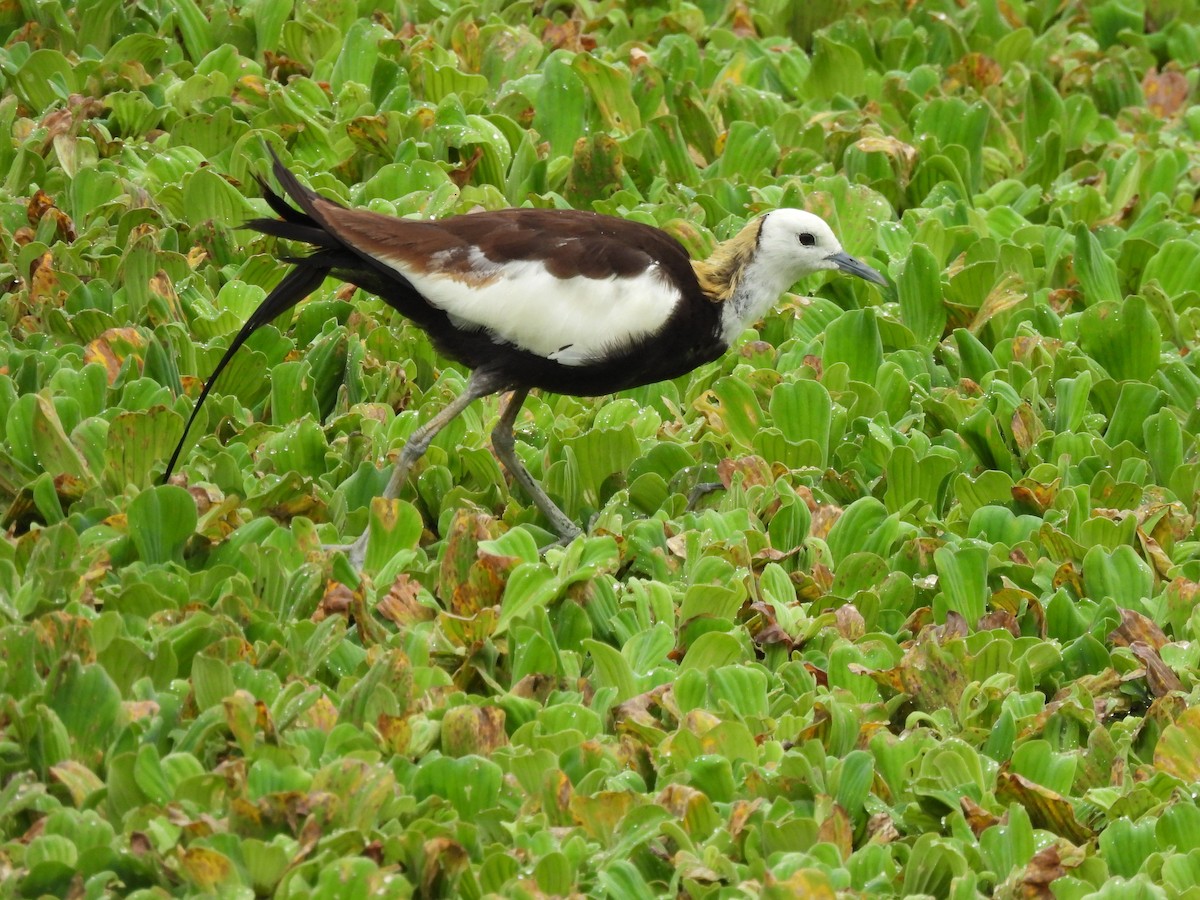 Pheasant-tailed Jacana - ML642584954
