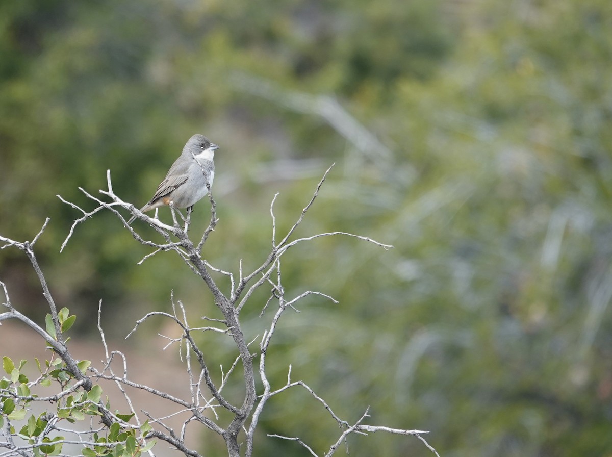Diuca Finch - ML642584958