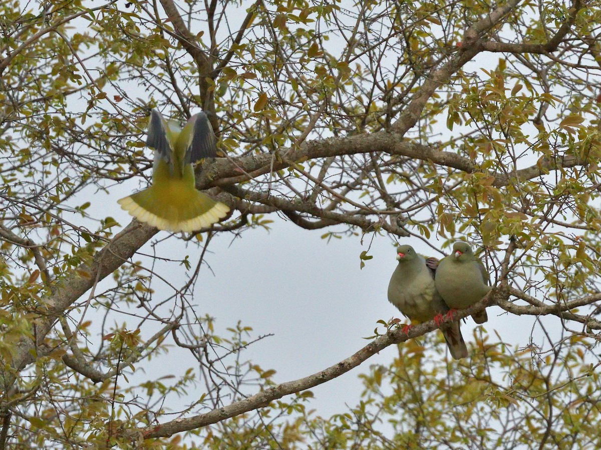 African Green-Pigeon - ML642584997