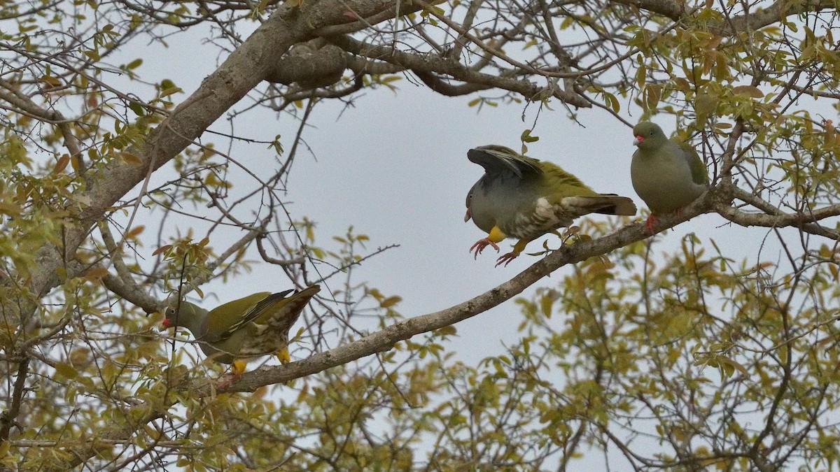 African Green-Pigeon - ML642584999