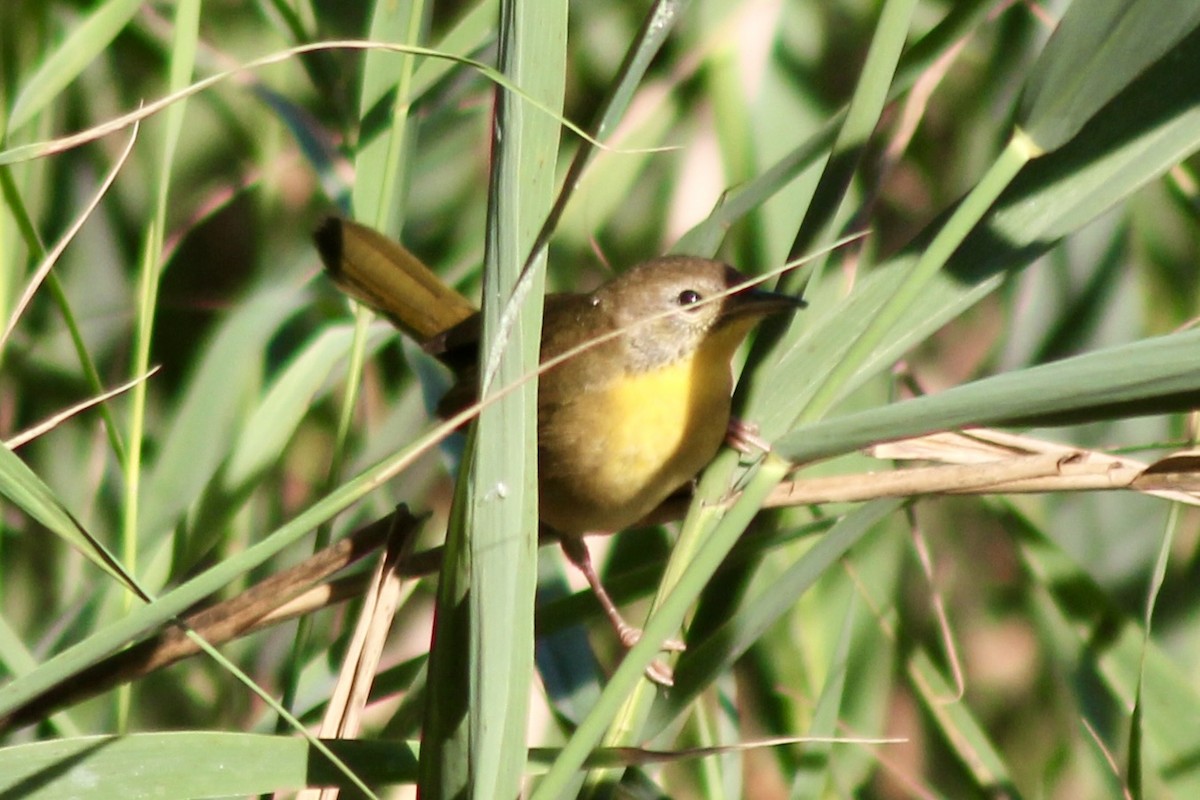 Common Yellowthroat - ML642585009