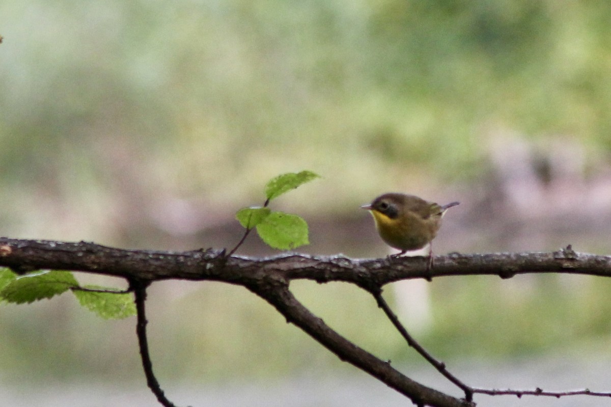 Common Yellowthroat - ML642585010