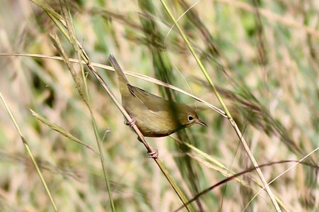Common Yellowthroat - ML642585011