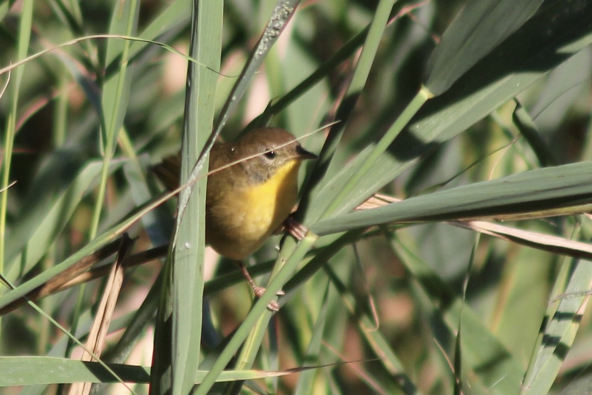 Common Yellowthroat - ML642585012