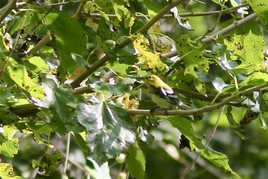 Black-throated Green Warbler - ML642585014