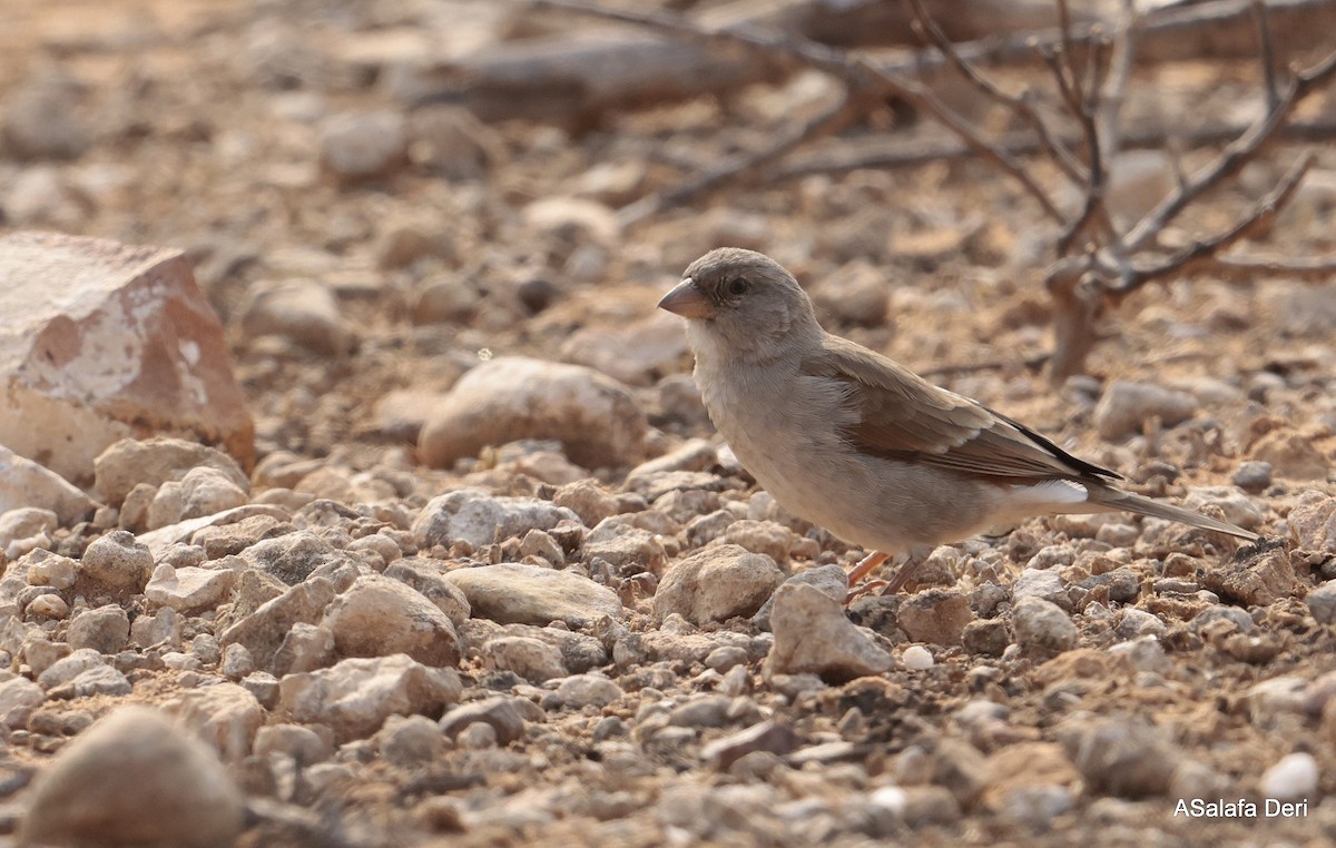 Southern Gray-headed Sparrow - ML642585016