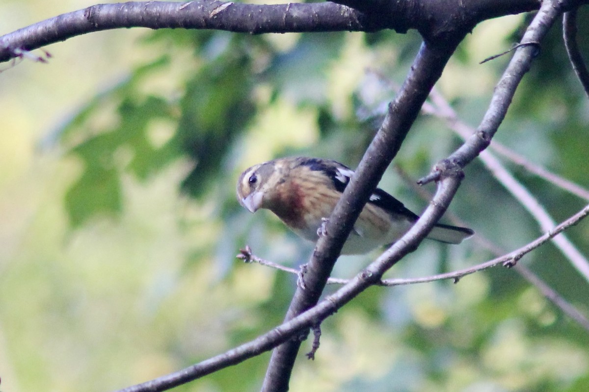 Rose-breasted Grosbeak - ML642585023