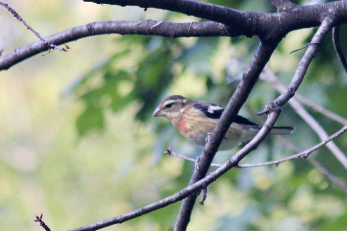 Rose-breasted Grosbeak - ML642585024