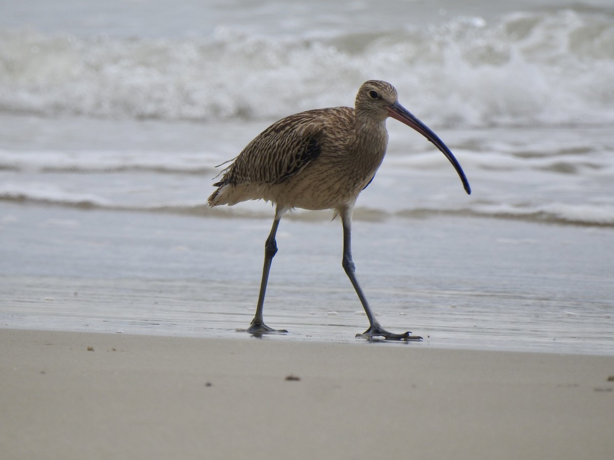 Морин тутгалжин - ML642585027