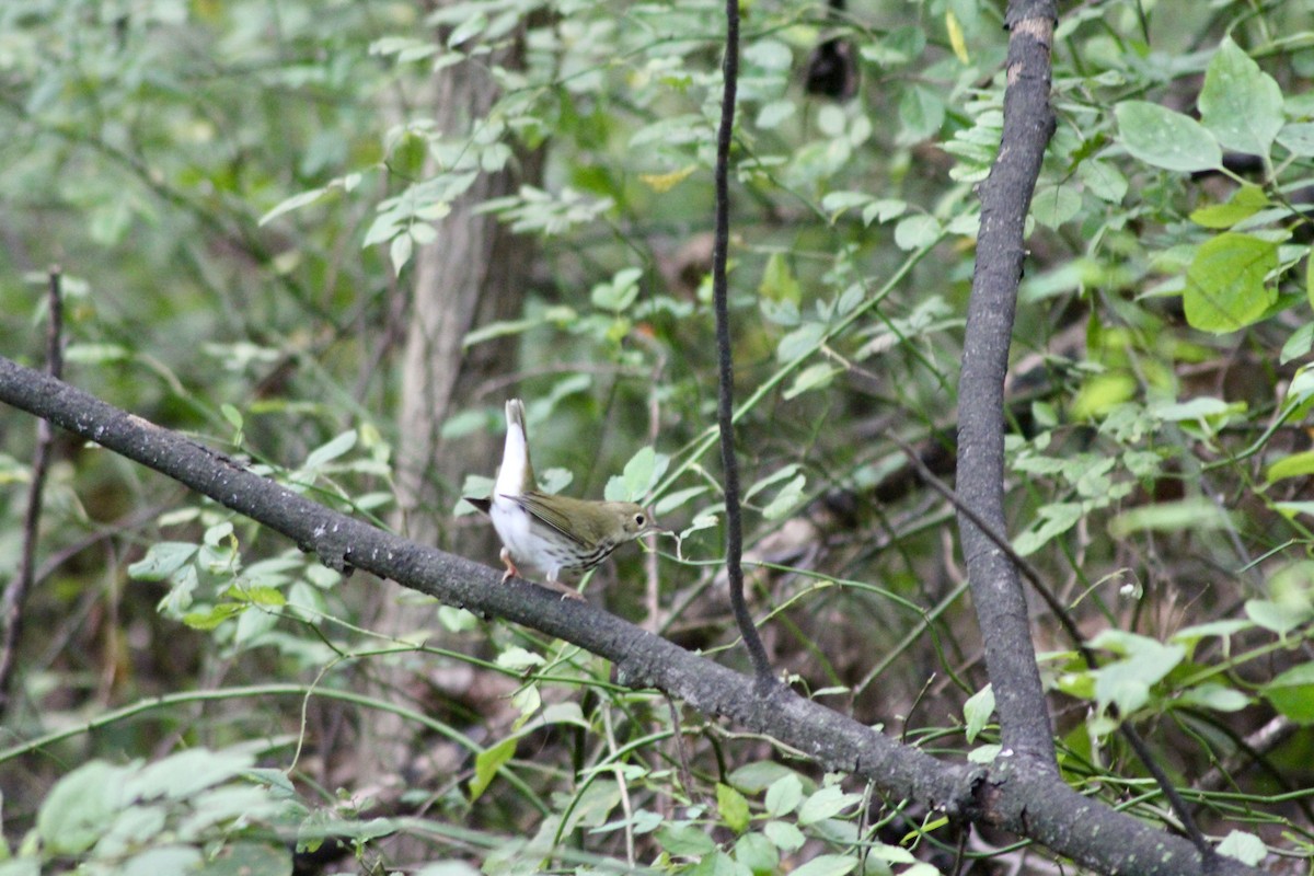 Ovenbird - ML642585029