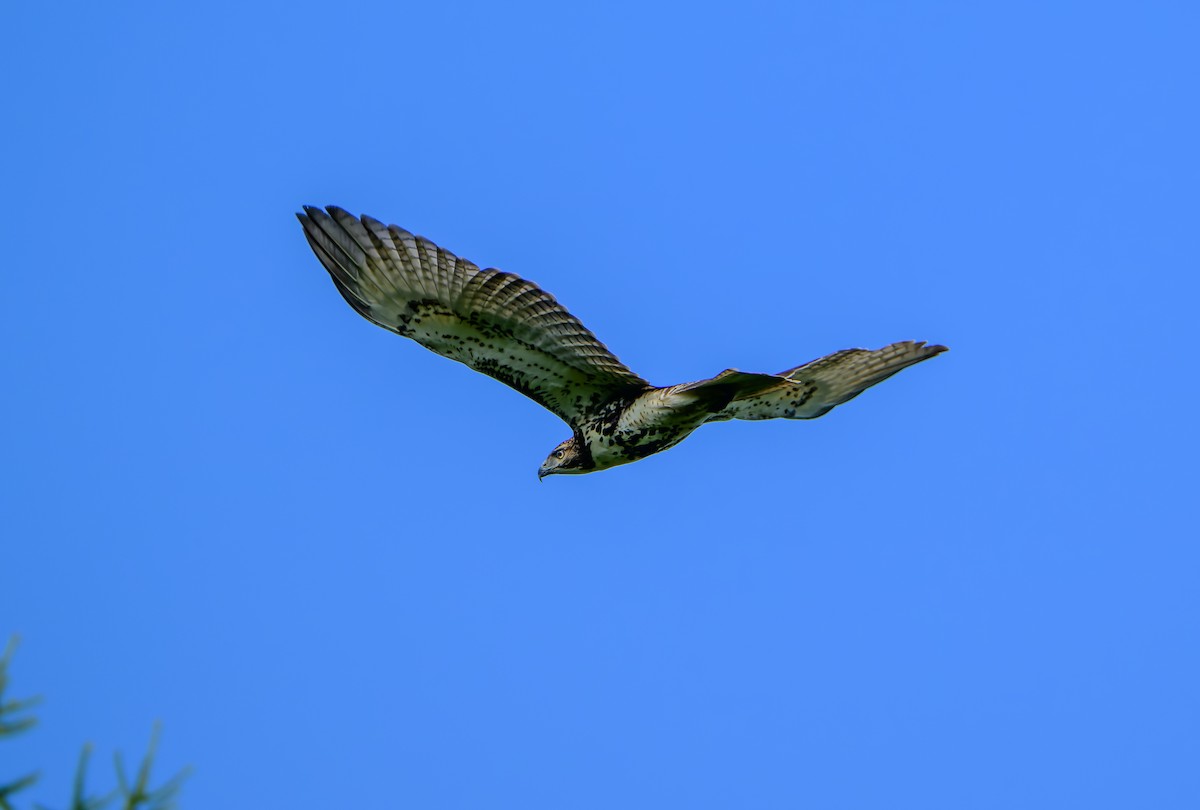 Red-tailed Hawk - ML642585031