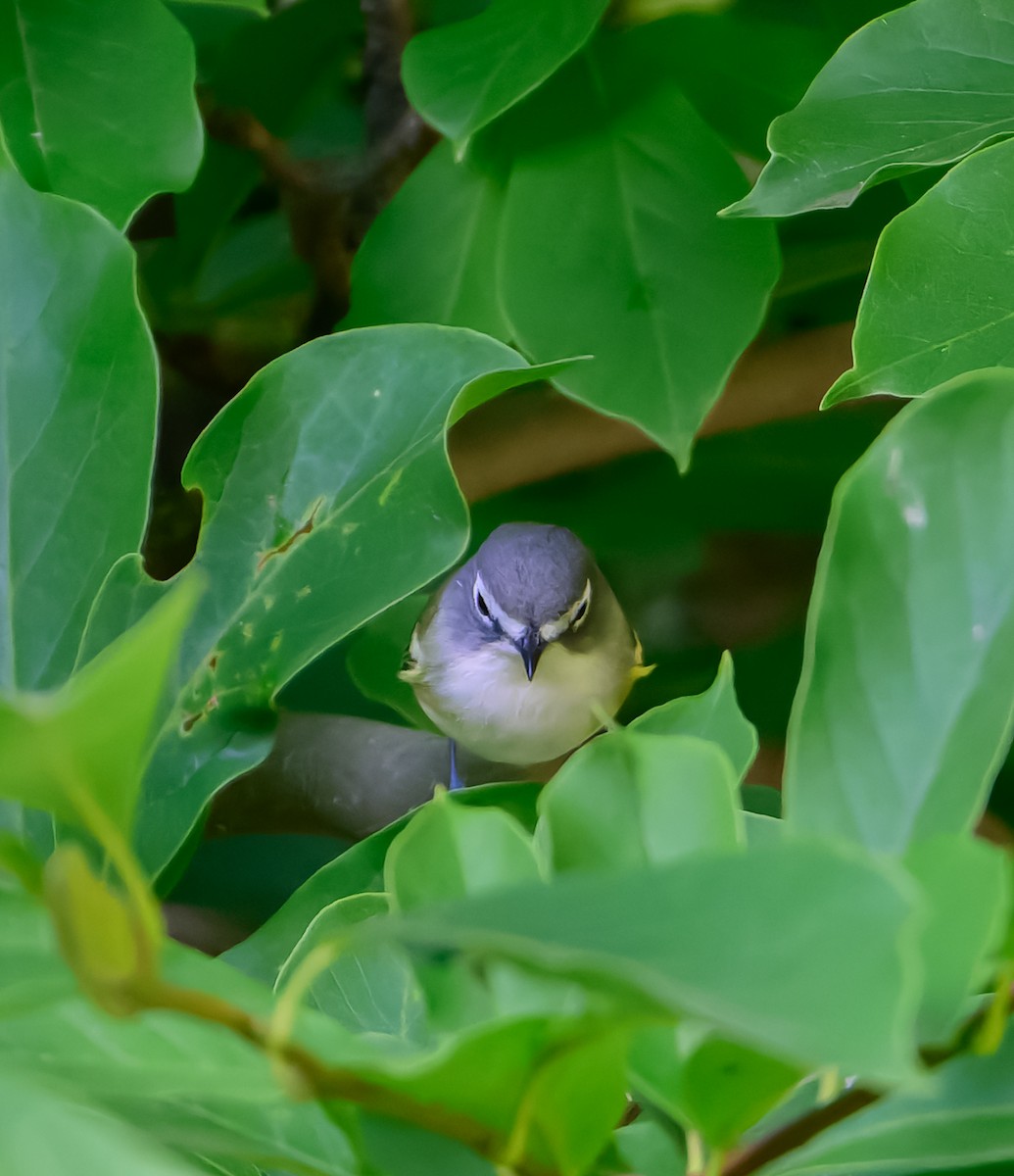 Blue-headed Vireo - ML642585039