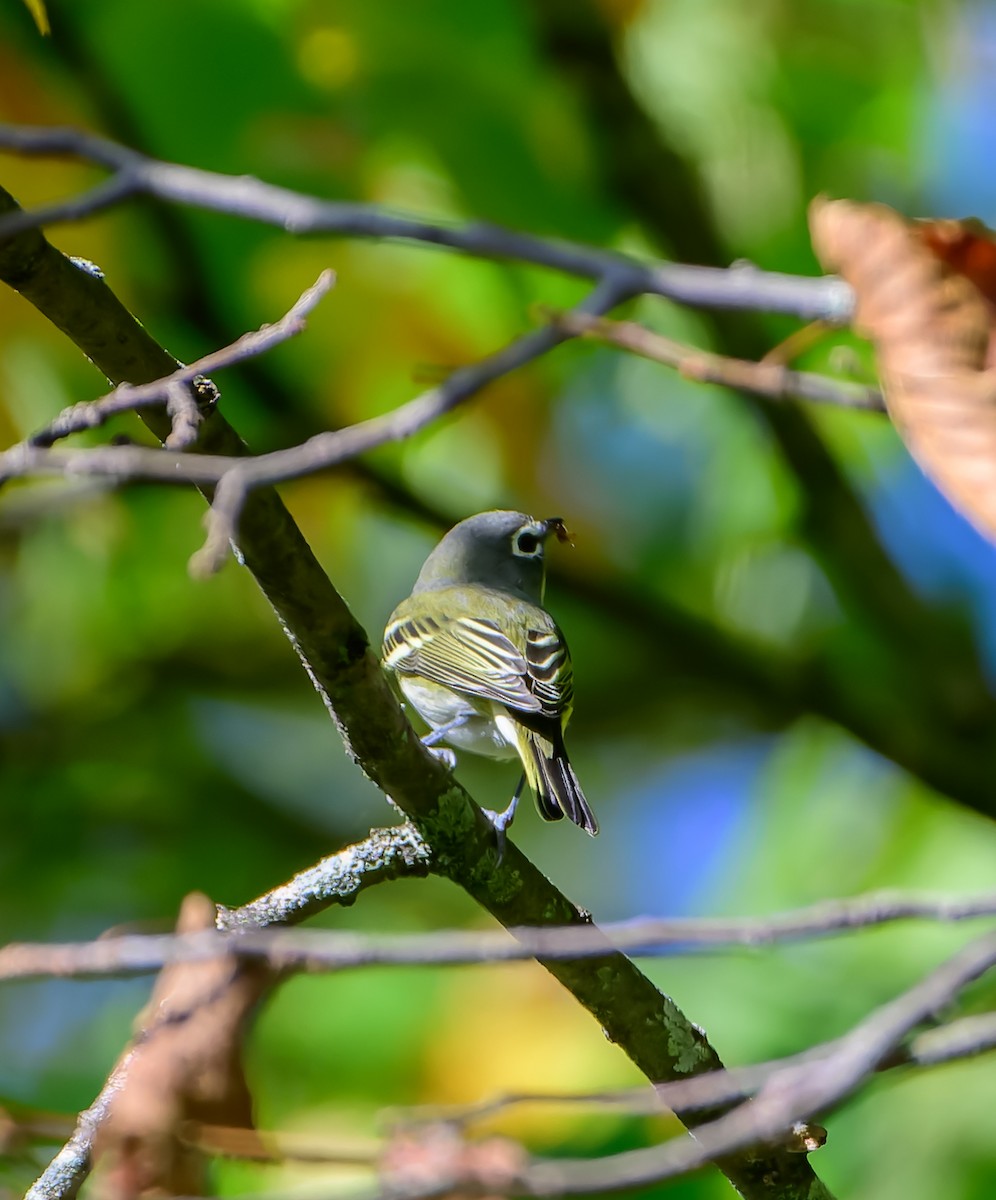 Blue-headed Vireo - ML642585040