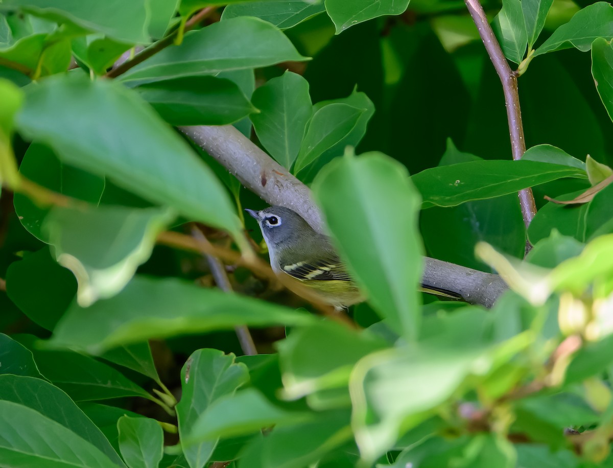 Blue-headed Vireo - ML642585041
