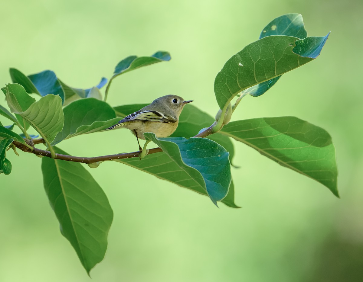 Ruby-crowned Kinglet - ML642585042