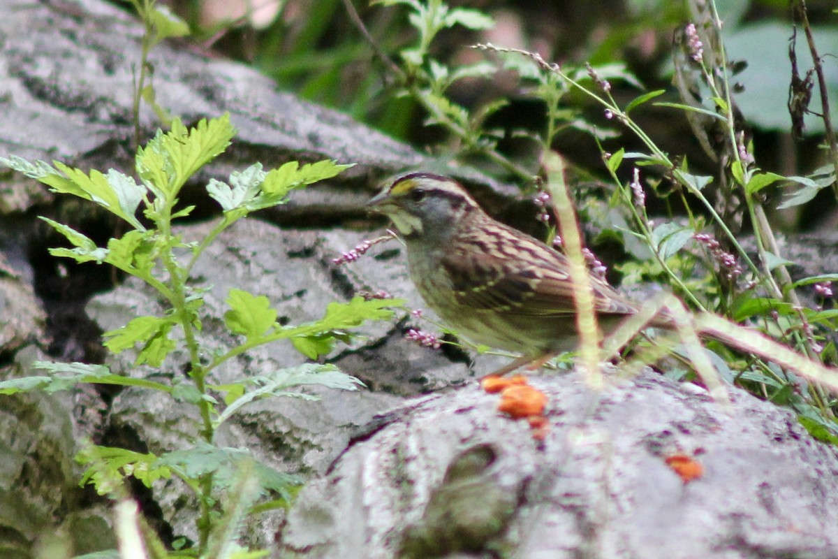White-throated Sparrow - ML642585044