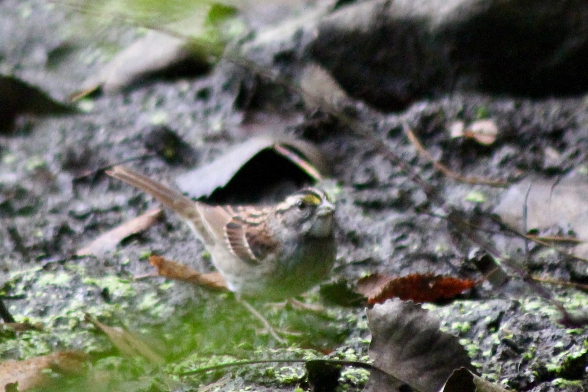 White-throated Sparrow - ML642585045