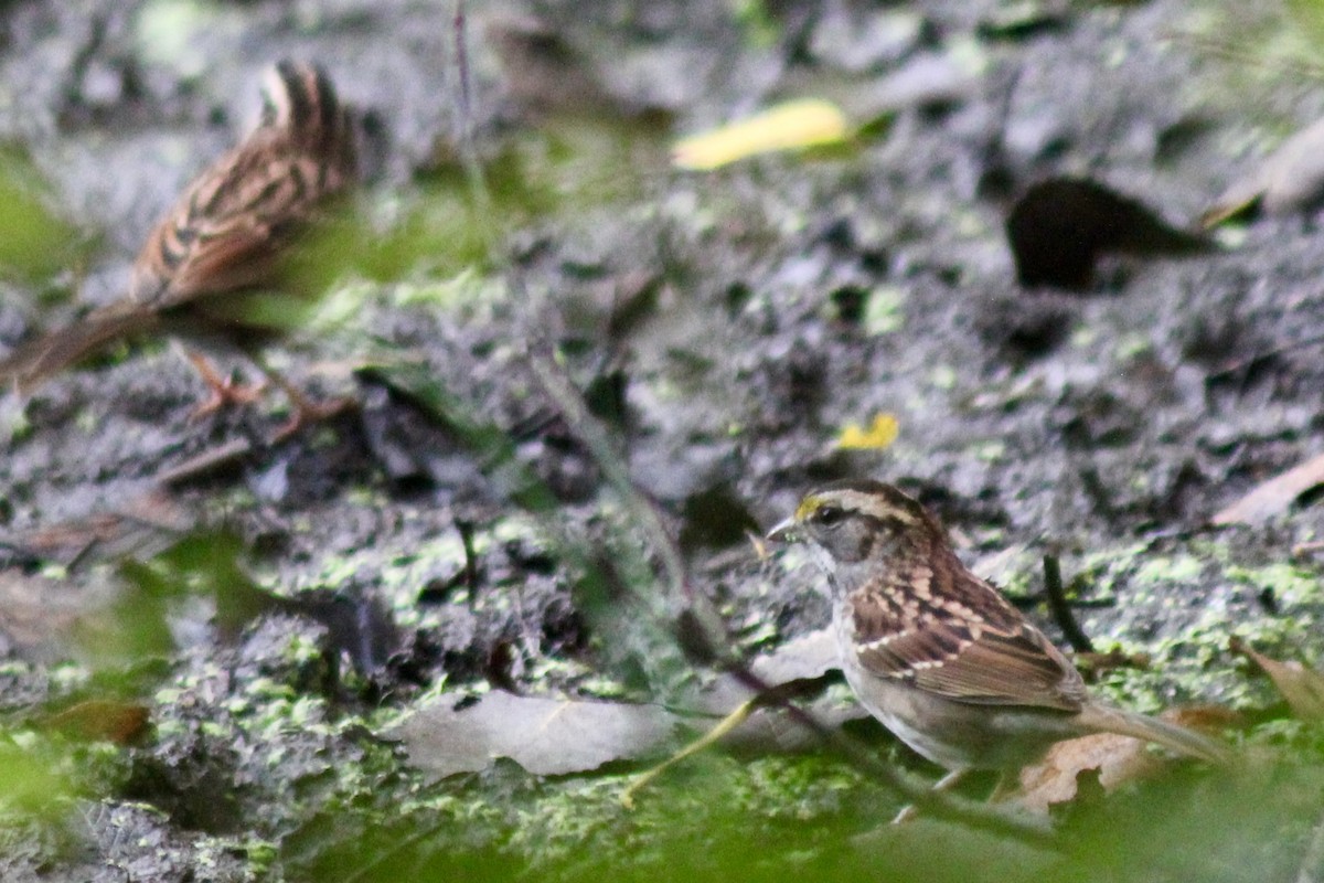 White-throated Sparrow - ML642585046