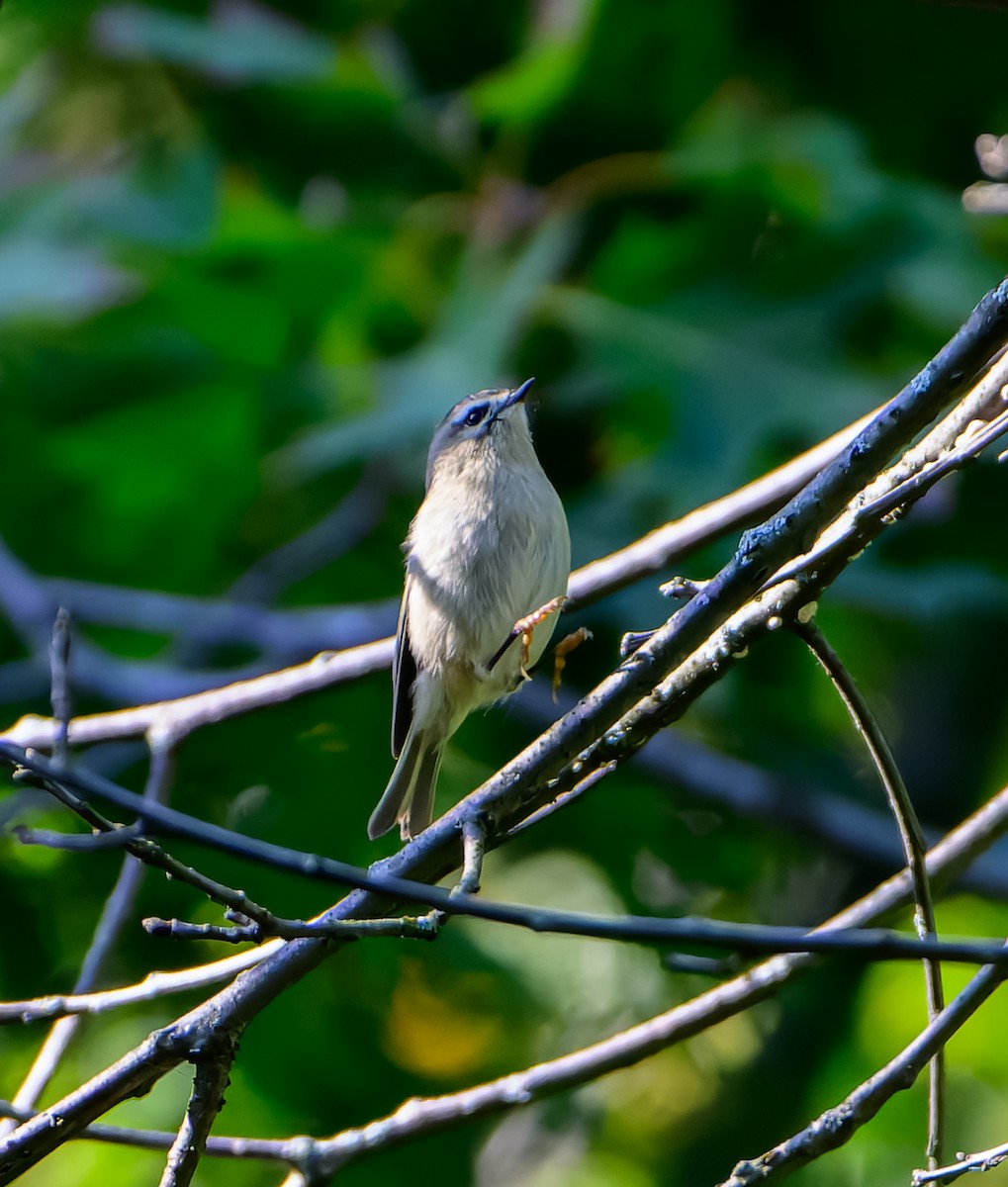 Golden-crowned Kinglet - ML642585047