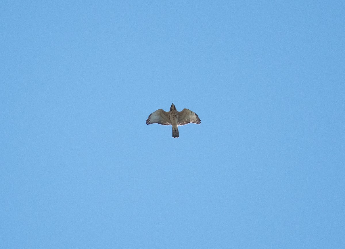 Broad-winged Hawk - ML642585051