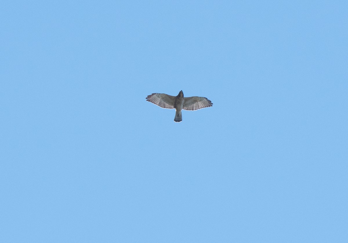 Broad-winged Hawk - ML642585053