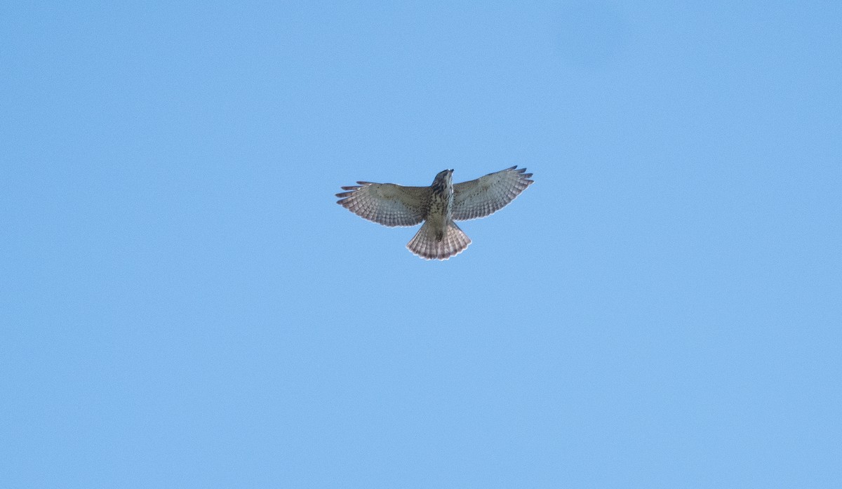 Broad-winged Hawk - ML642585054