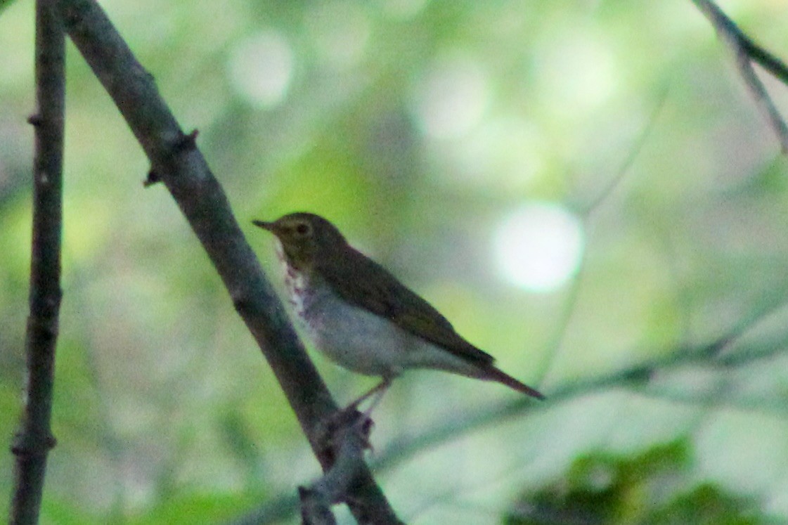 Swainson's Thrush - ML642585055
