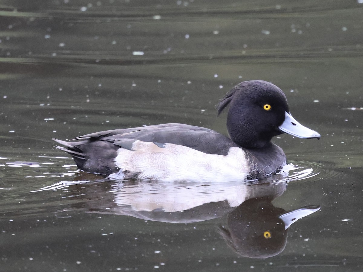 Tufted Duck - ML642585058