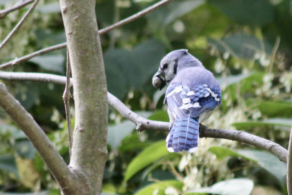 Blue Jay - ML642585065