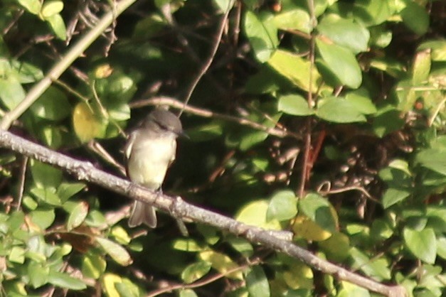 Eastern Phoebe - ML642585066
