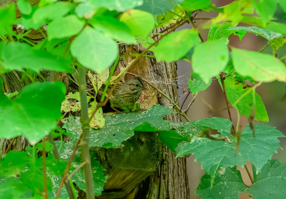 Lincoln's Sparrow - ML642585067