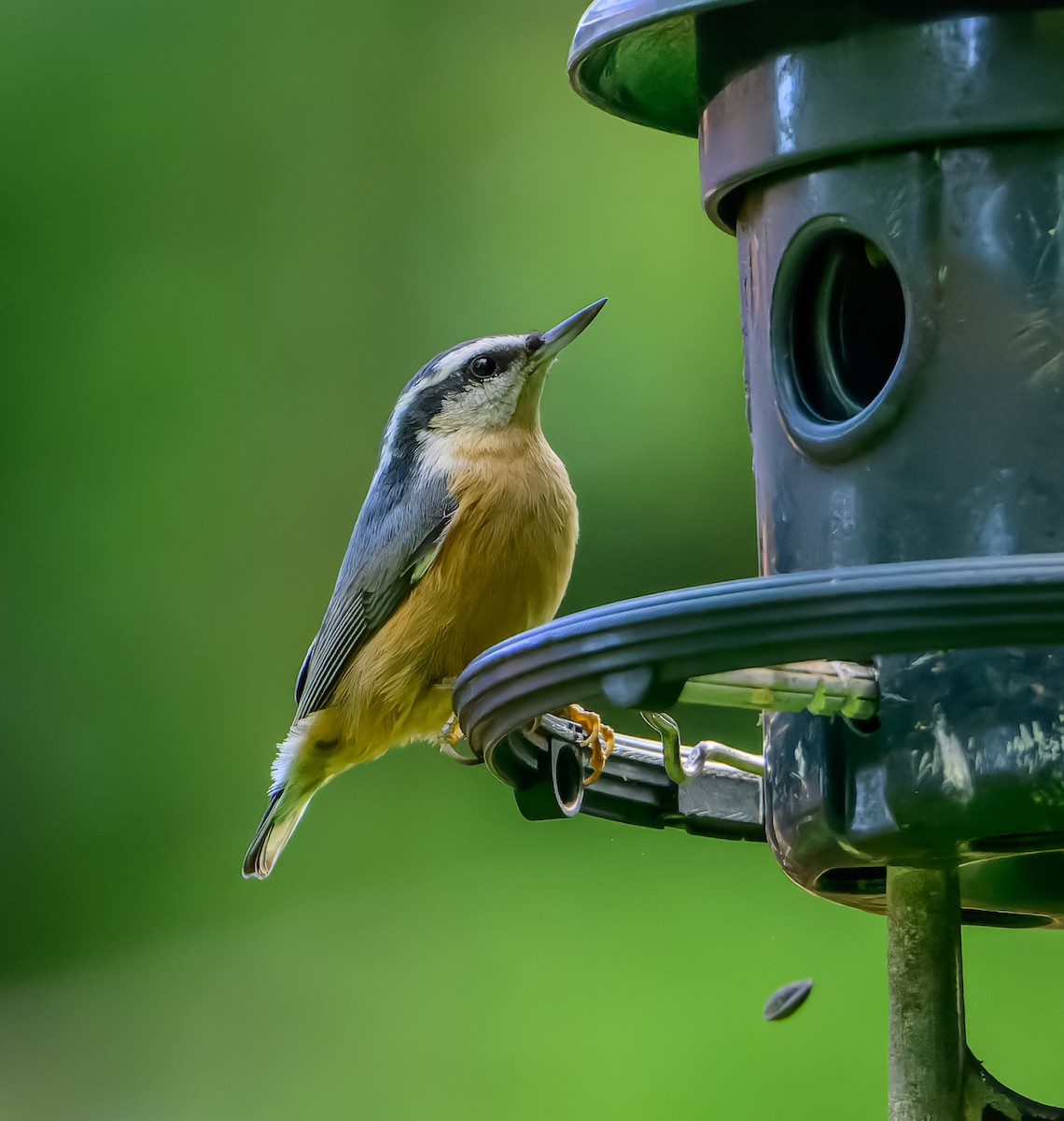 Red-breasted Nuthatch - ML642585078
