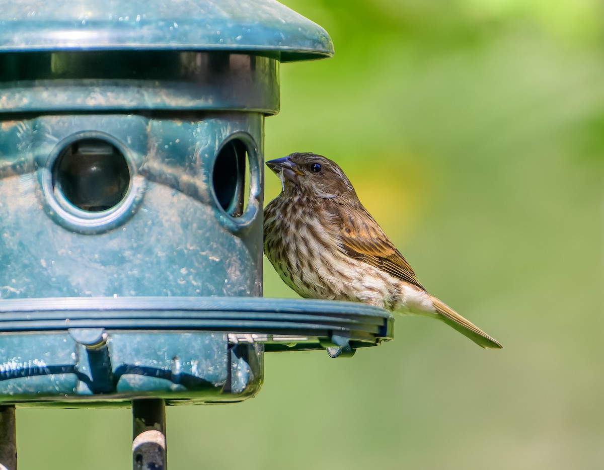 Purple Finch - ML642585085