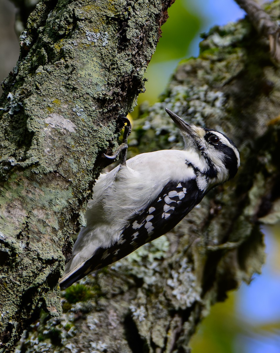 Hairy Woodpecker - ML642585093