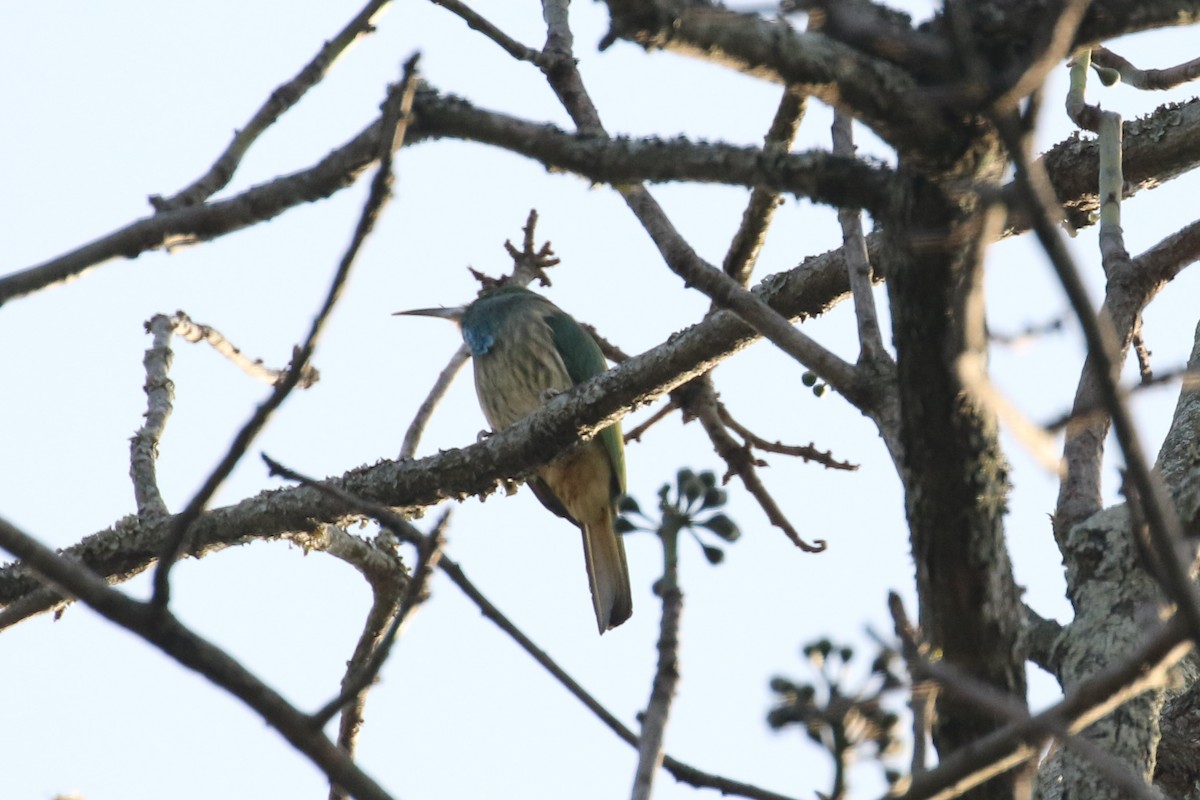 Blue-bearded Bee-eater - ML642585098
