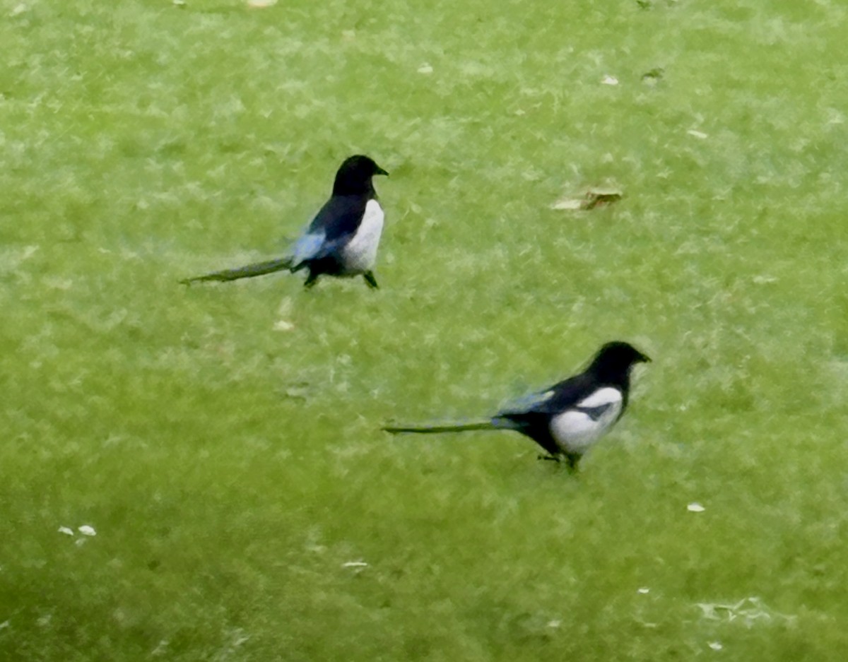Eurasian Magpie - ML642585131