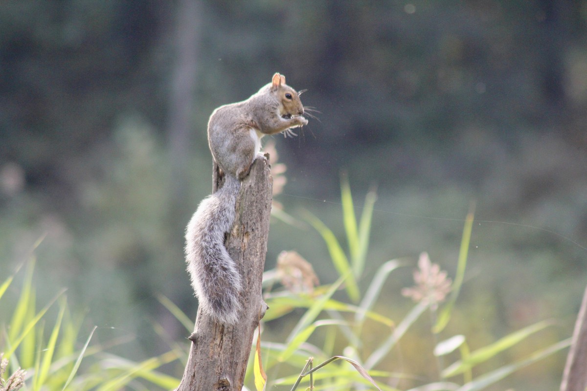 Animals - ML642585152