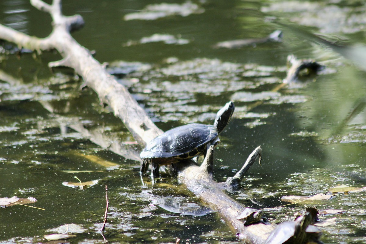 Animals - ML642585153