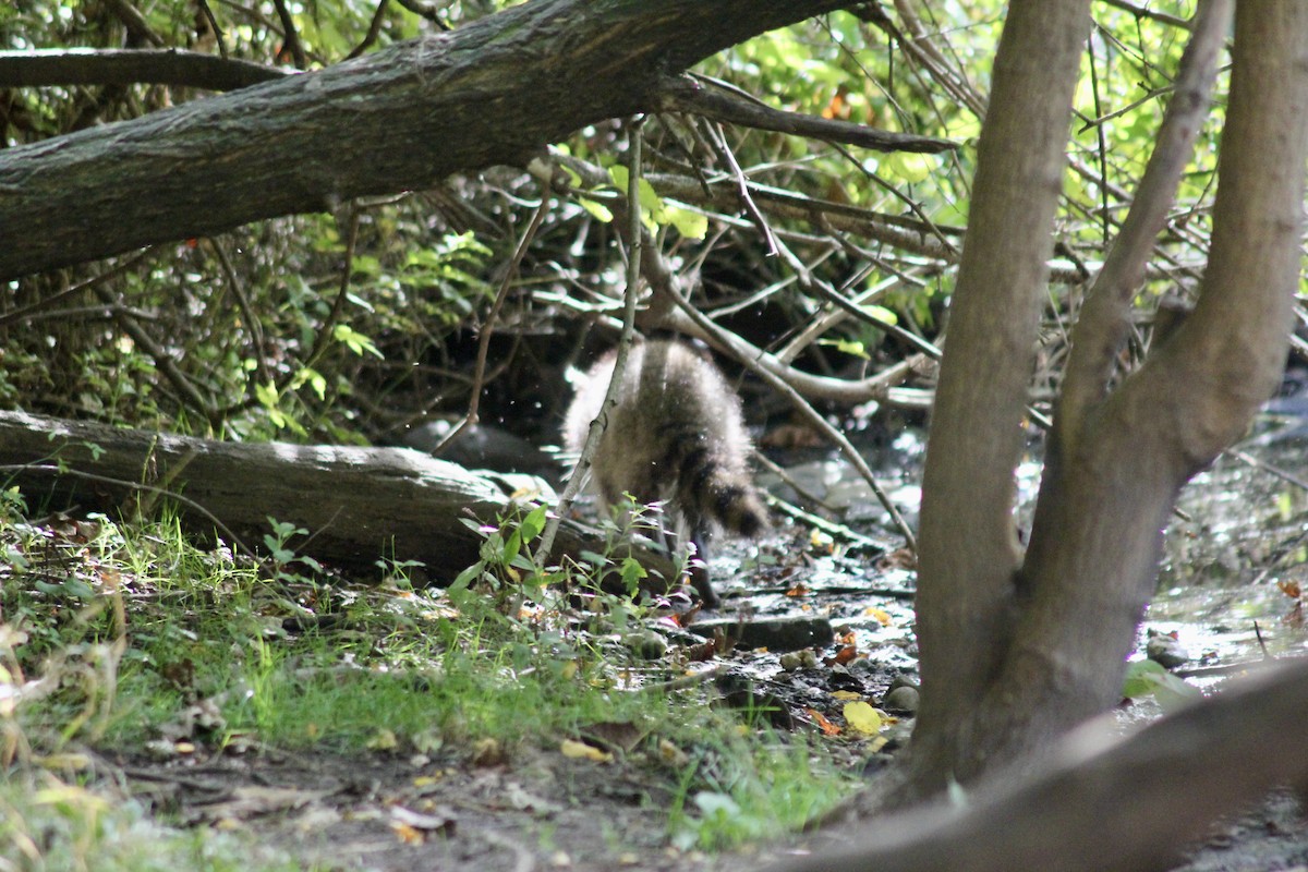 Animals - ML642585154