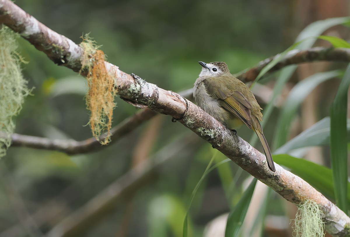 Pale-faced Bulbul - ML642585158