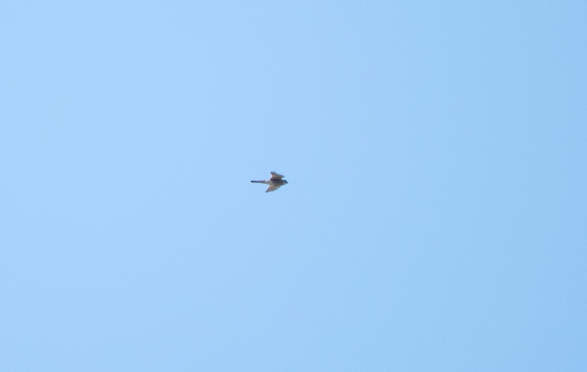 American Kestrel - ML642585161