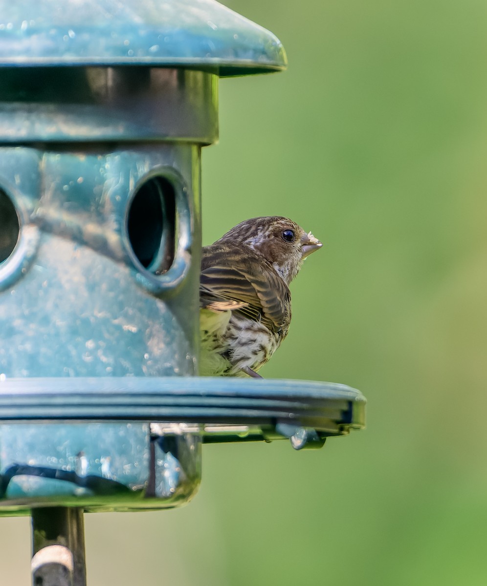 Purple Finch - ML642585167