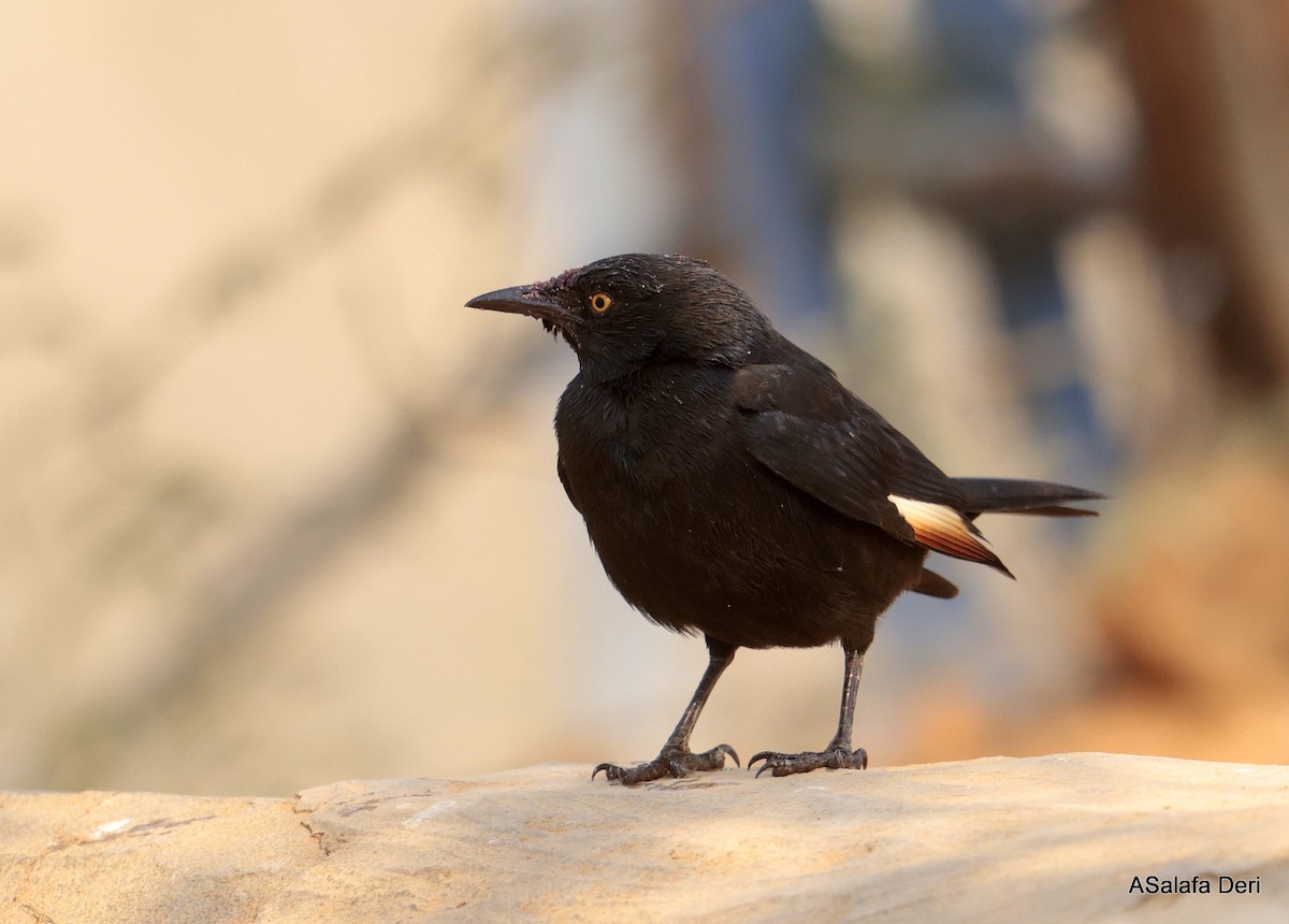 Pale-winged Starling - ML642585176