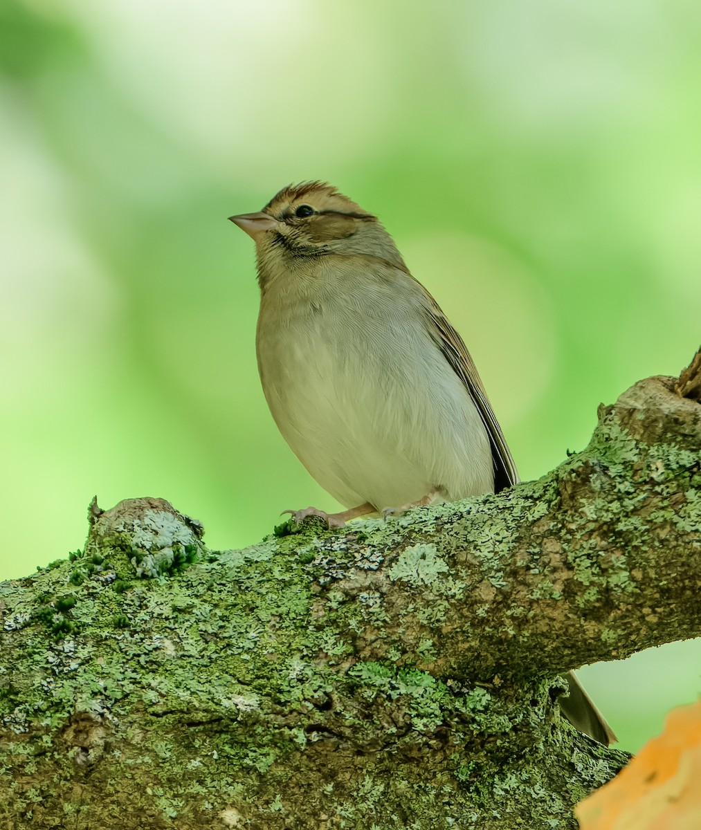 Chipping Sparrow - ML642585181