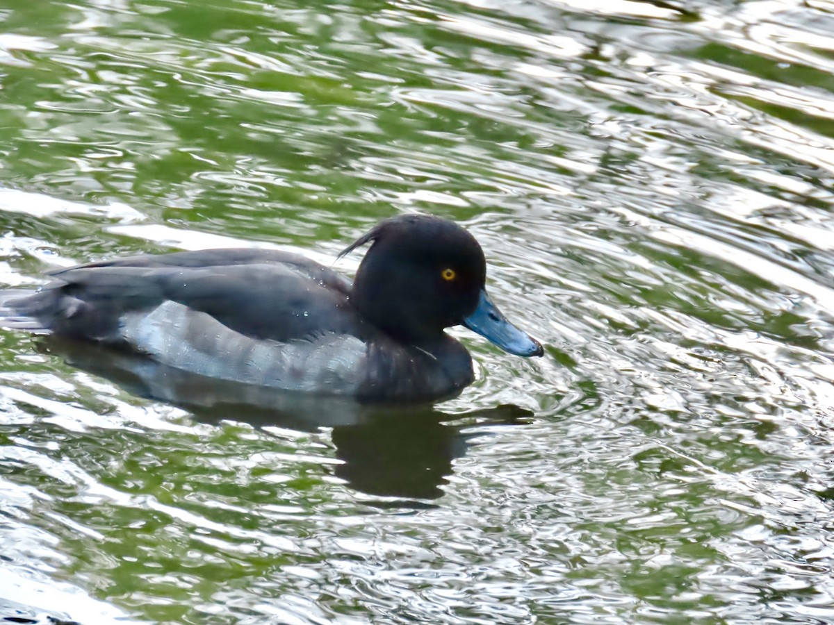 Tufted Duck - ML642585182