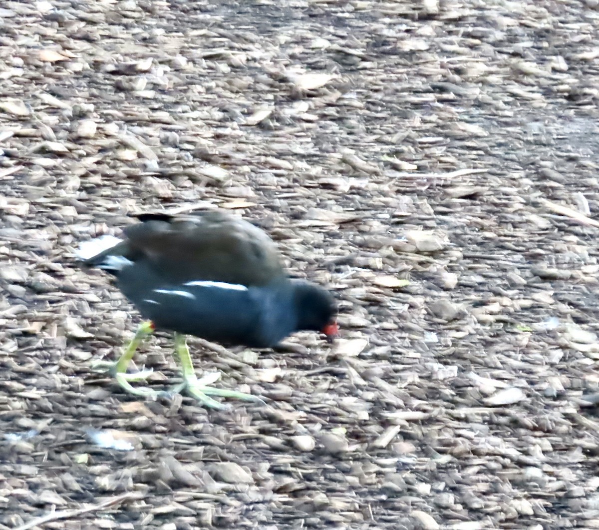 Eurasian Moorhen - ML642585192