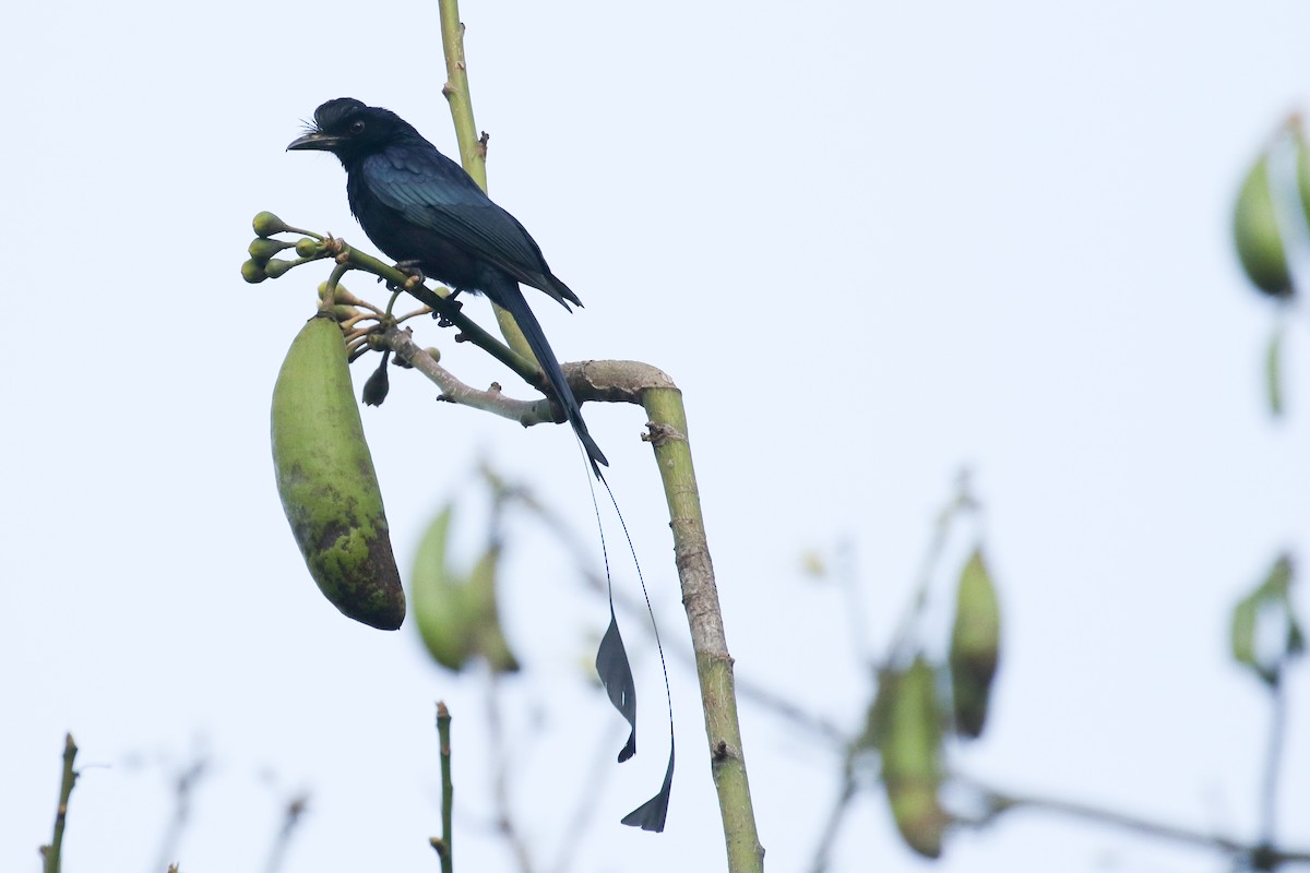 Greater Racket-tailed Drongo - ML642585193