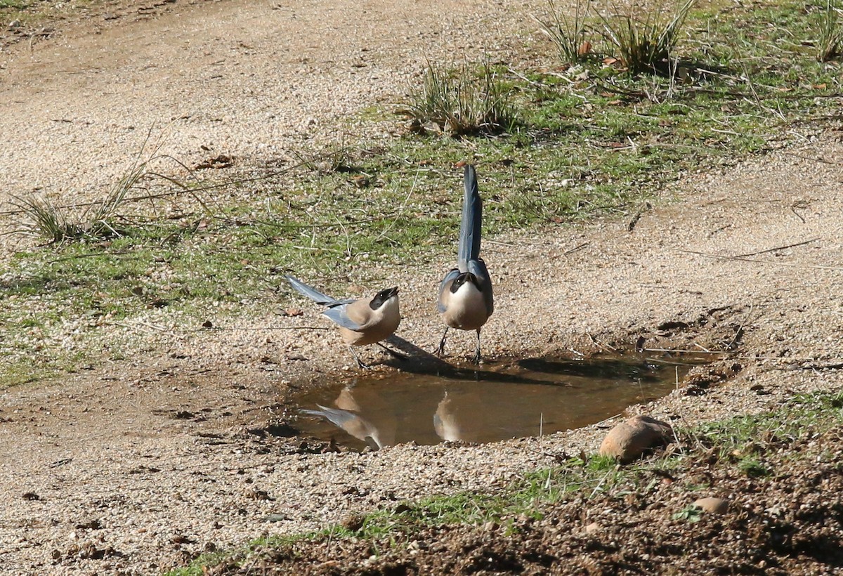 Iberian Magpie - ML642585213