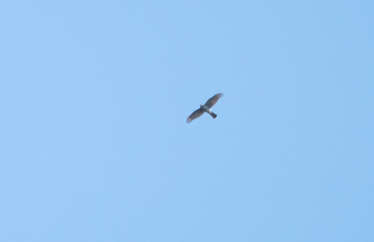 Cooper's Hawk - ML642585217