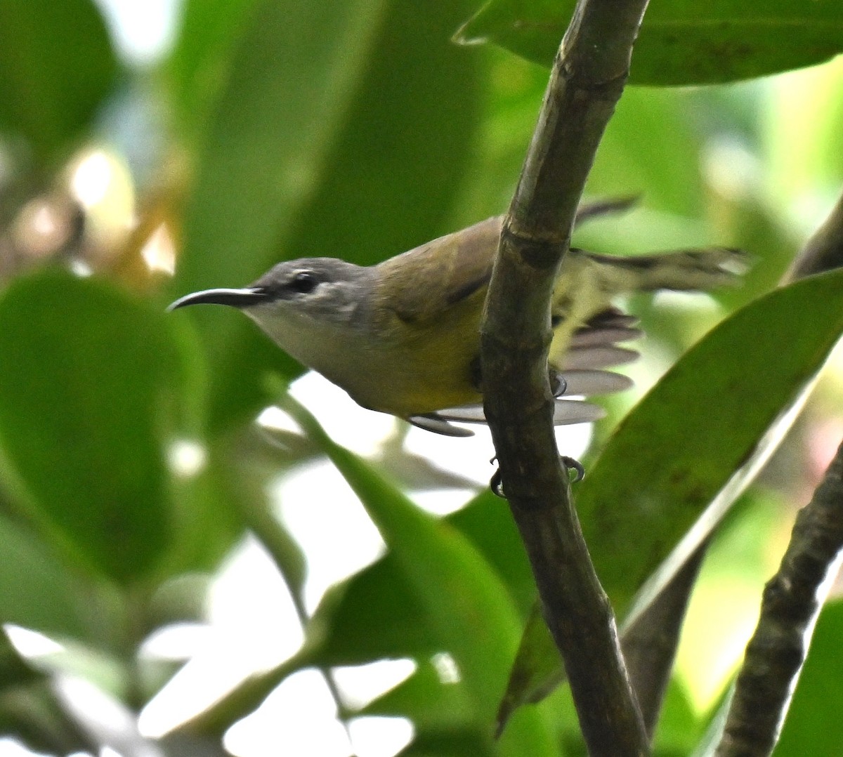 Copper-throated Sunbird - ML642585241